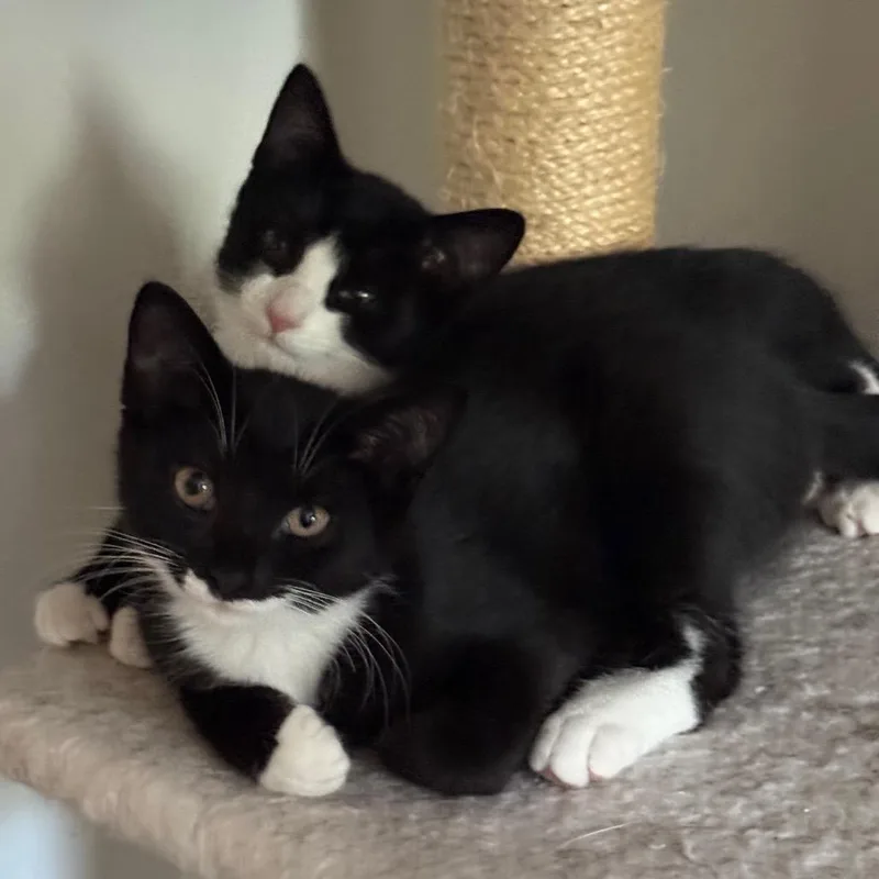 A baby small-sized female Black Domestic Short Hair cat named Artemis for adoption in Westhampton, NY