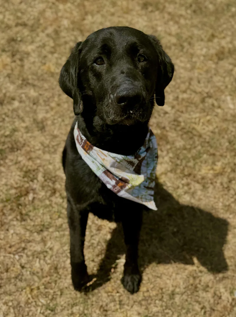 A young large-sized male Black Labrador Retriever dog named Frisbee for adoption in Hartsville, SC