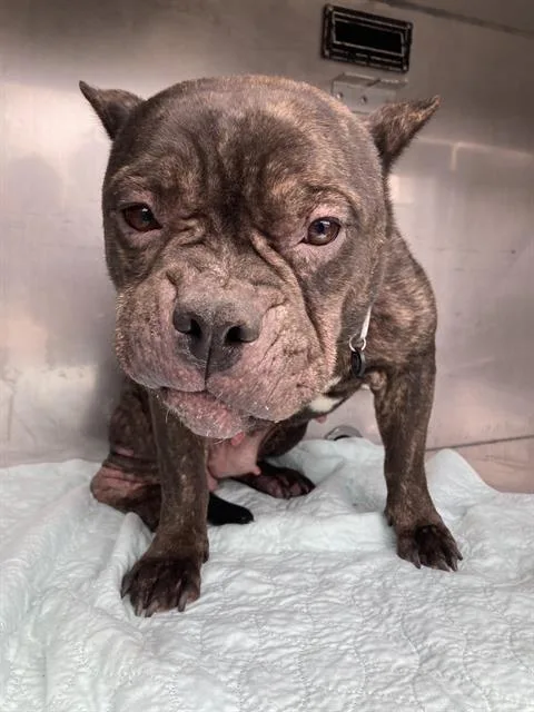 A young large-sized female Mixed Breed dog named Seven for adoption in Dallas, TX