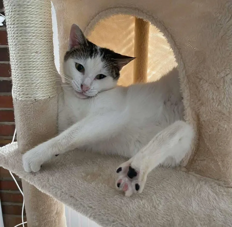 An adult medium-sized female White Domestic Medium Hair cat named Uma for adoption in Calera, AL