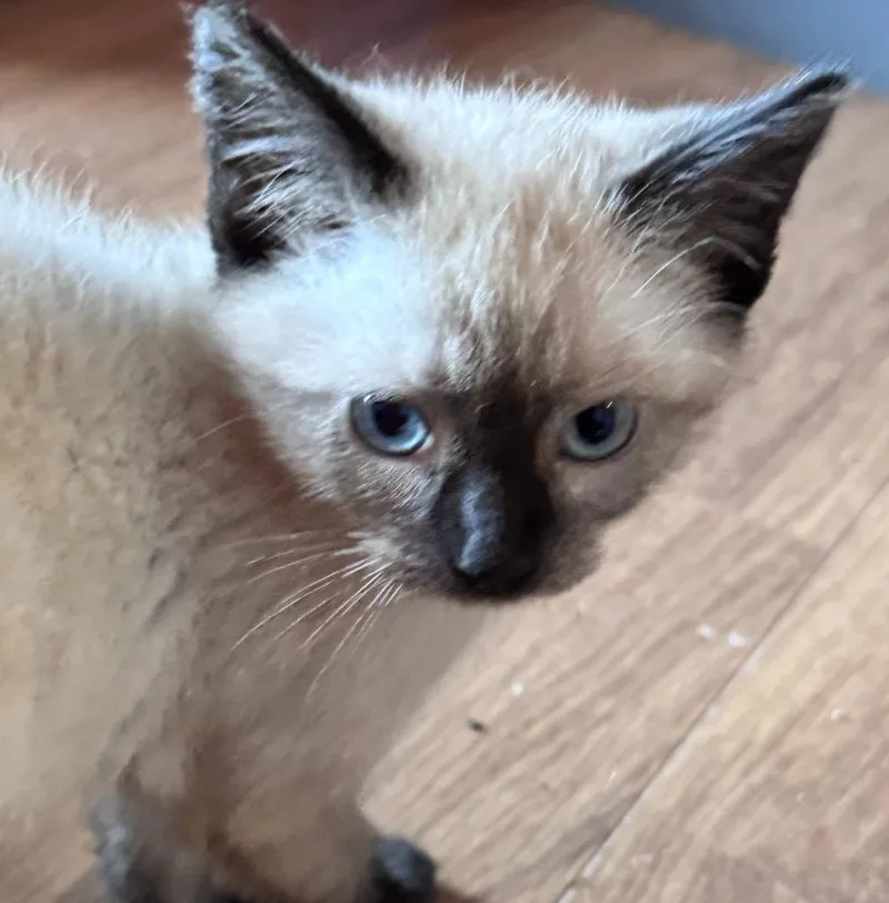 A baby small-sized male Domestic Short Hair cat named Percy Jack for adoption in Gorham, ME