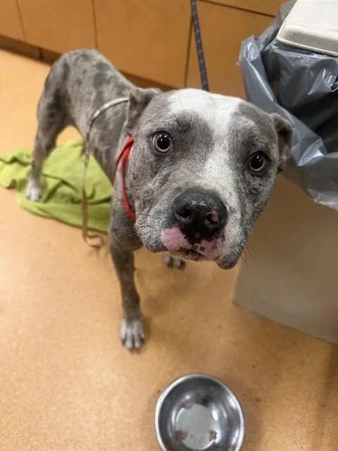 A young medium-sized male Pit Bull Terrier dog named Chalino for adoption in Martinez, CA