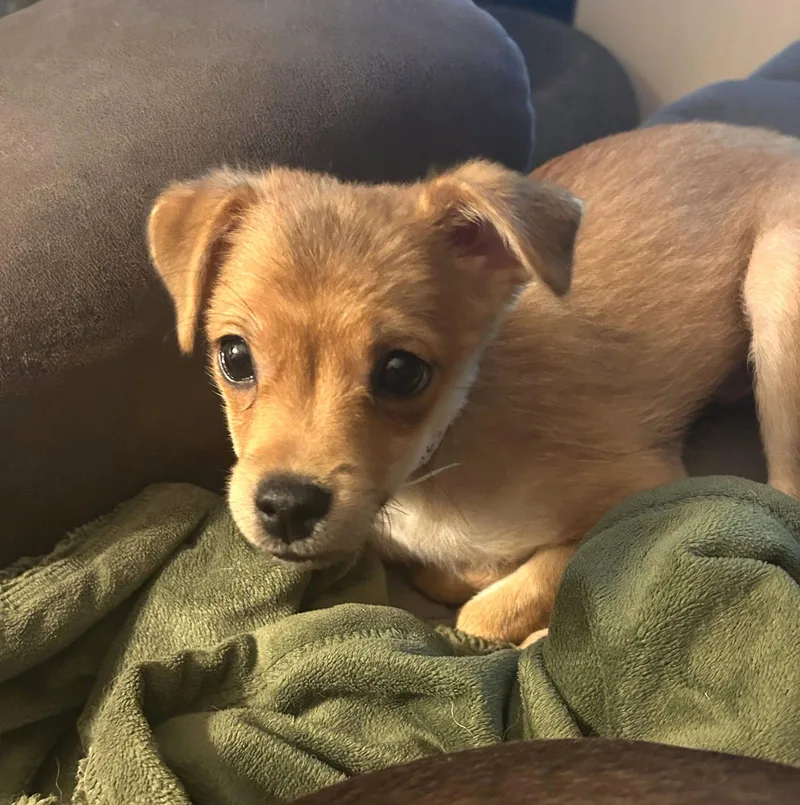 A baby small-sized male Chihuahua dog named John Collins for adoption in Saunderstown, RI
