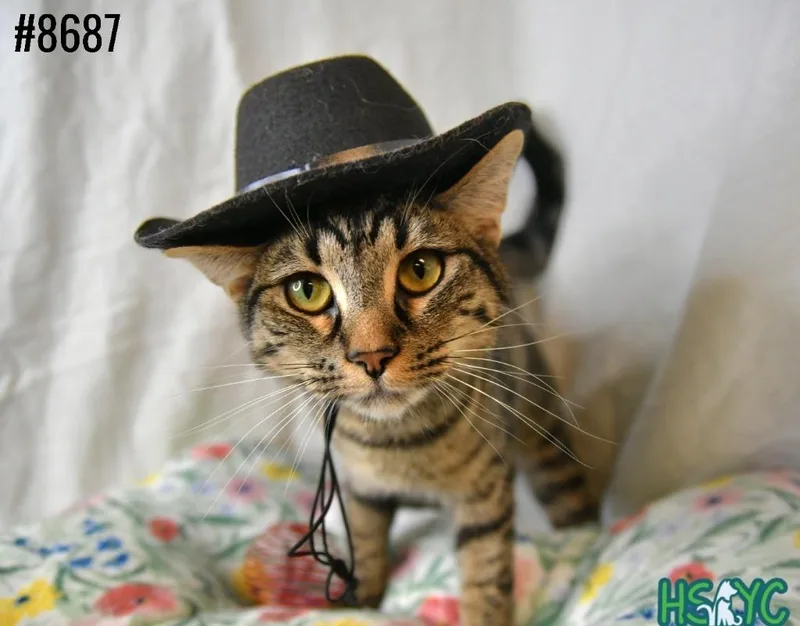 A young medium-sized female Domestic Short Hair cat named Tuna Tartare for adoption in Fort Mill, SC