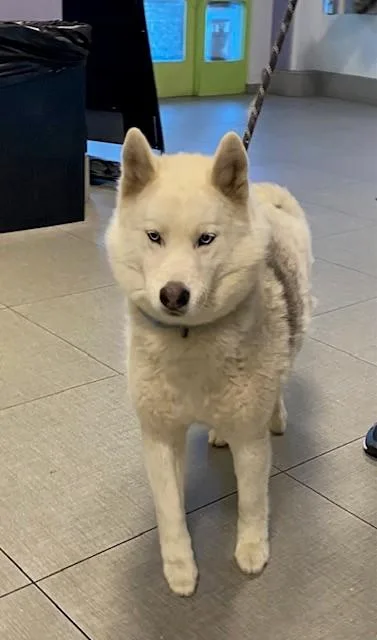 An adult medium-sized female Siberian Husky dog named Farrah for adoption in Rancho Cucamonga, CA