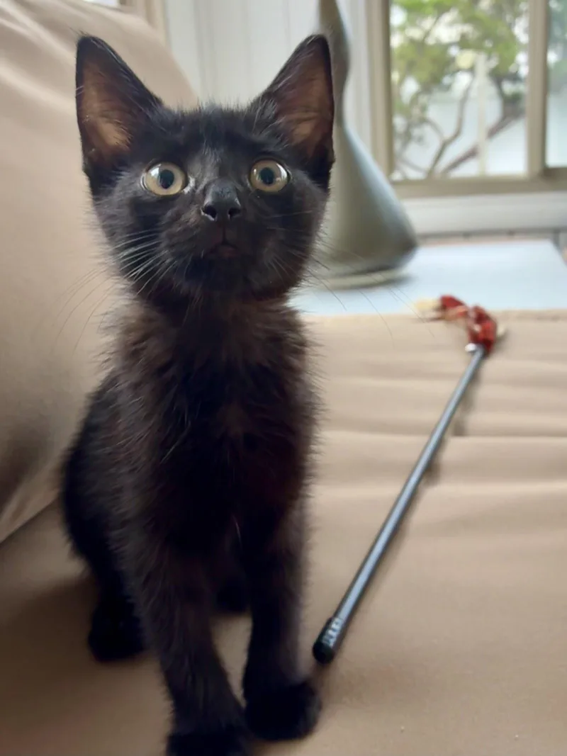 A baby small-sized female Black Domestic Short Hair cat named BonBon for adoption in Philadelphia, PA