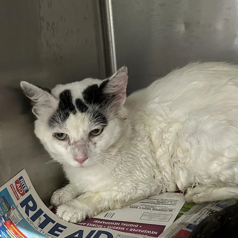 An adult small-sized male Domestic Short Hair cat named Kelso for adoption in Corbin, KY