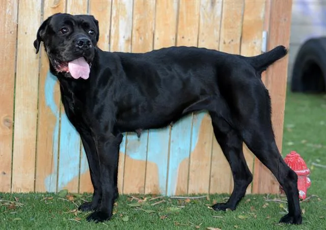 A young large-sized female American Bulldog dog named Beyonce for adoption in West Valley City, UT