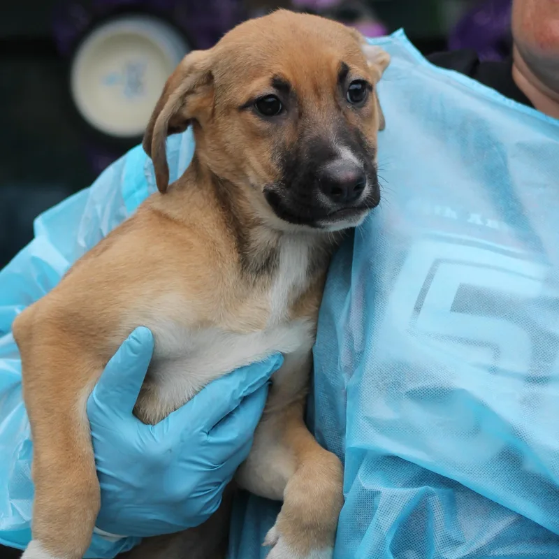 A baby large-sized female Tricolor (Brown, Black, & White) German Shepherd Dog dog named Aelia for adoption in Lemont, IL