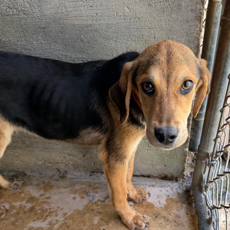 Tuscstray_ thumbnail 2