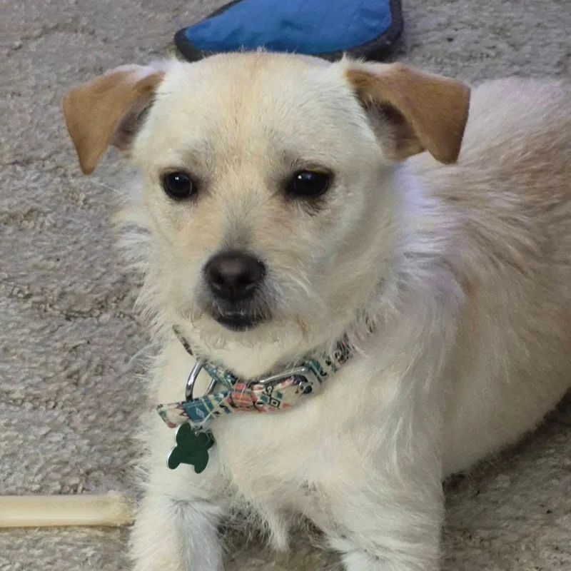 An adult small-sized female White / Cream Terrier dog named Susan for adoption in Eugene, OR