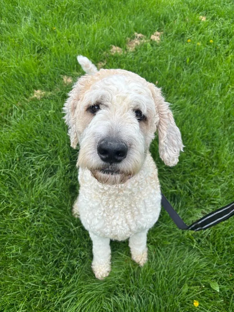 A young medium-sized female Poodle dog named Olivia for adoption in Findlay, OH