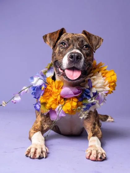 An adult medium-sized female Pit Bull Terrier dog named Bagel Buster for adoption in Atlanta, GA