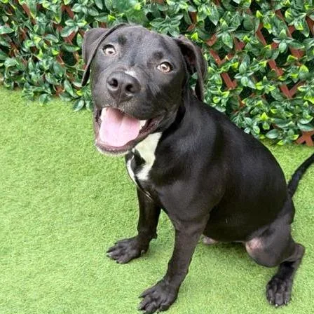 A young large-sized male Black English Bulldog dog named Onyx for adoption in West Palm Beach, FL
