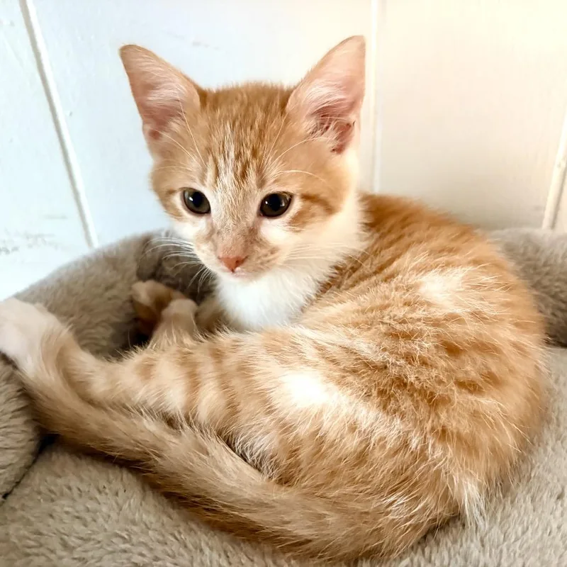 A baby small-sized male Orange / Red Domestic Short Hair cat named Parker for adoption in Tustin, CA