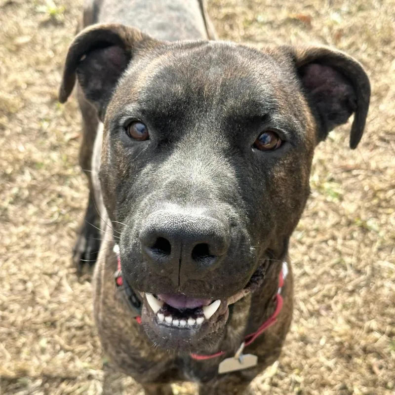An adult large-sized male Black Mixed Breed dog named Loki for adoption in Chattanooga, TN