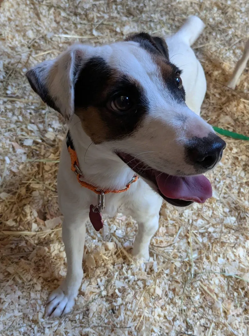 A young small-sized male Jack Russell Terrier dog named Djinn Mountain Home for adoption in Clatskanie, OR