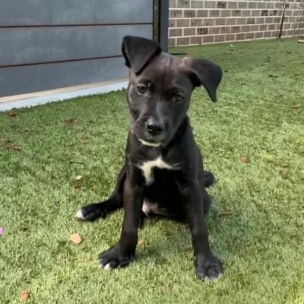 A baby medium-sized male Pit Bull Terrier dog named Joey for adoption in Charlotte, NC