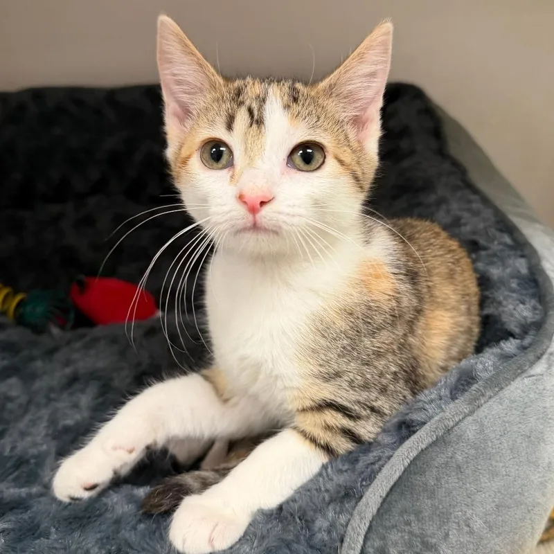 A baby small-sized female Brown / Chocolate Domestic Short Hair cat named Prada for adoption in Stillwater, OK