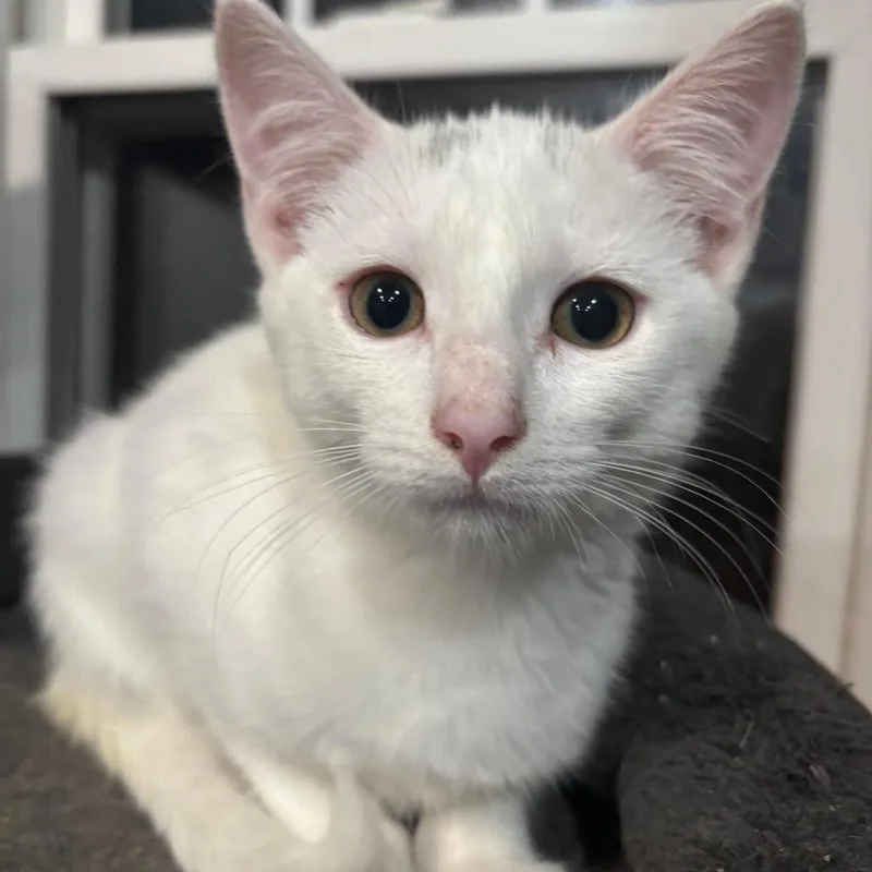 A baby small-sized female White Domestic Short Hair cat named Karlie for adoption in Shelbyville, IN