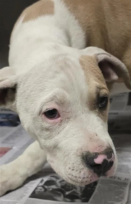 A young small-sized female Pit Bull Terrier dog named Pirata for adoption in Van Nuys, CA