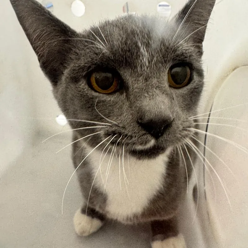 An adult medium-sized female Domestic Short Hair cat named Maki for adoption in Columbiana, AL