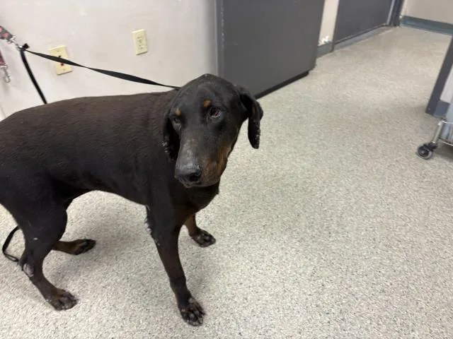 An adult extra large-sized female Doberman Pinscher dog named Luna for adoption in Visalia, CA