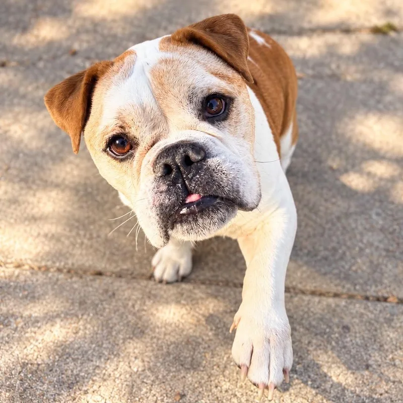An adult small-sized female White / Cream English Bulldog dog named Miss Maya for adoption in Houston, TX