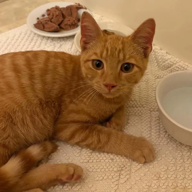 A young medium-sized male Orange / Red Domestic Short Hair cat named Georgie for adoption in Huntington, WV