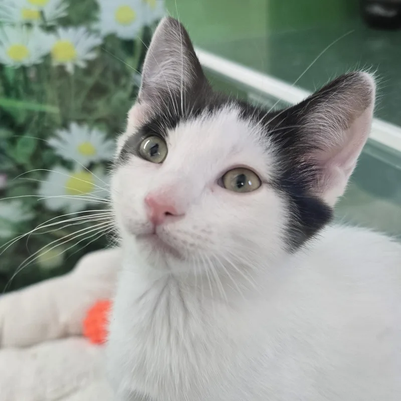 A young medium-sized male Black & White / Tuxedo Domestic Short Hair cat named Panda for adoption in Nashville, TN