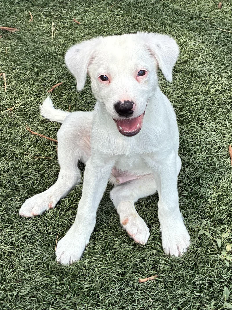 A baby medium-sized male White / Cream Border Collie dog named Mason for adoption in Fort Collins, CO