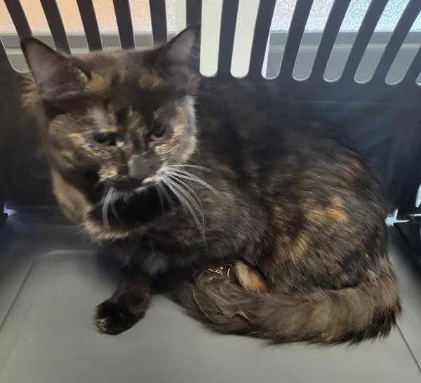 Pen  Kit thumbnail 2