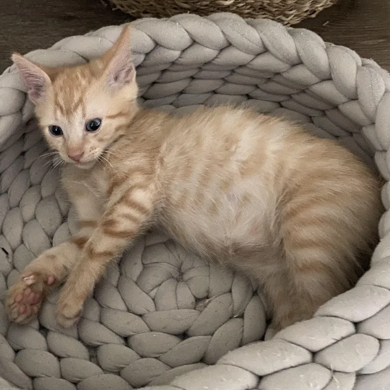 A baby medium-sized male Orange & White Domestic Short Hair cat named Sergey B for adoption in Beaufort, SC