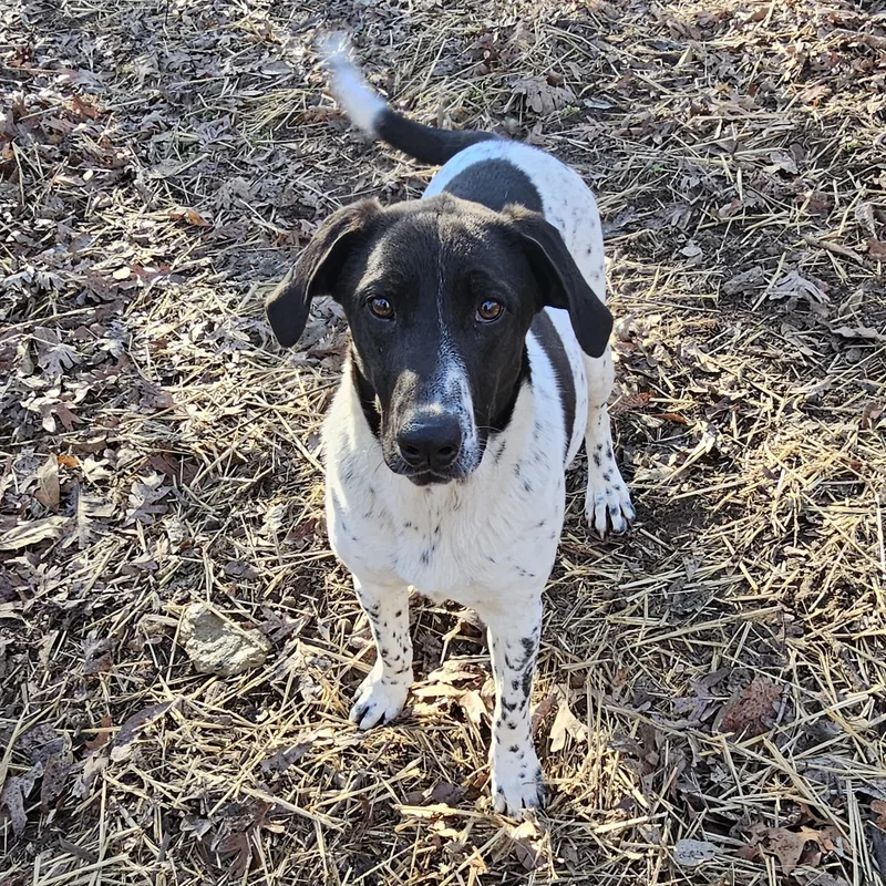A young medium-sized female Black Labrador Retriever dog named Sissy for adoption in Columbia, MO