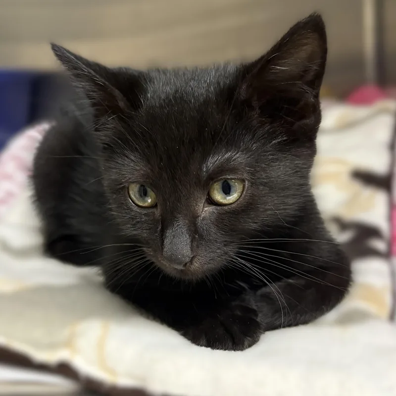 A baby medium-sized female Black Domestic Short Hair cat named Taffy for adoption in Columbia, MD