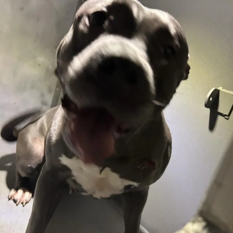 Maybelle thumbnail 2