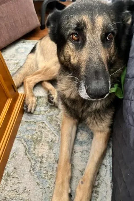 An adult large-sized male German Shepherd Dog dog named Theo for adoption in San Diego, CA