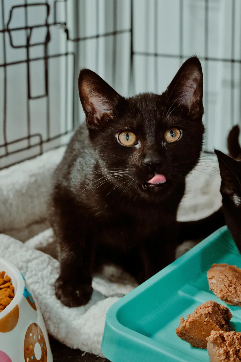 A baby medium-sized male Domestic Short Hair cat named Cleveland for adoption in Le Mars, IA