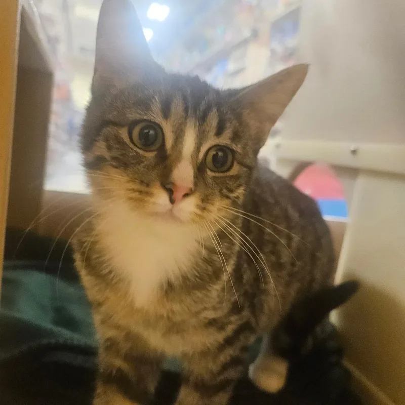 An adult small-sized male Brown / Chocolate Domestic Short Hair cat named Milo for adoption in Grantsville, UT