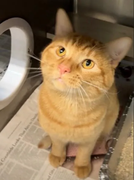 An adult large-sized male Domestic Short Hair cat named Magnum for adoption in Aurora, IL
