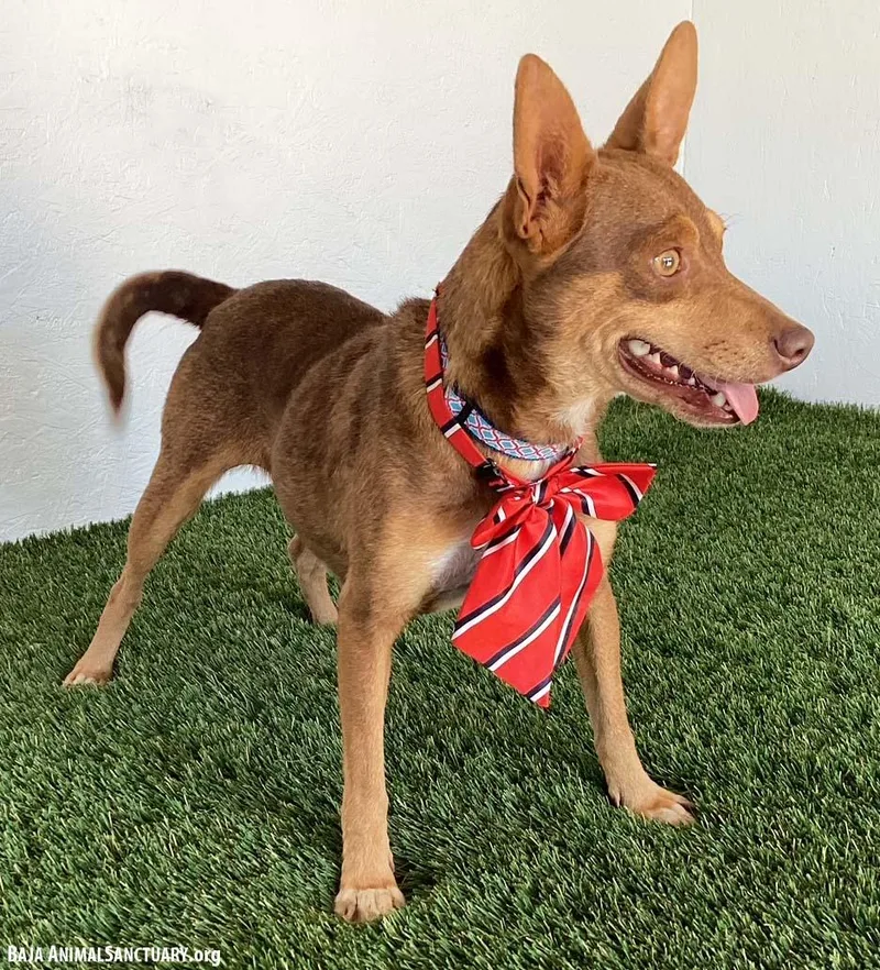 A young small-sized female Red / Chestnut / Orange Australian Kelpie dog named Cass for adoption in San Diego, CA