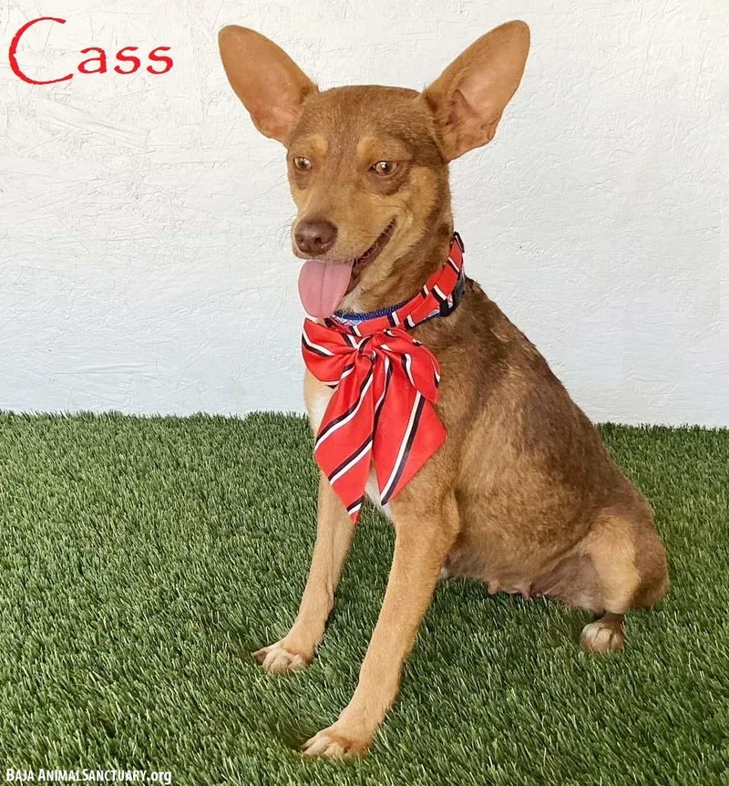Cass thumbnail 2