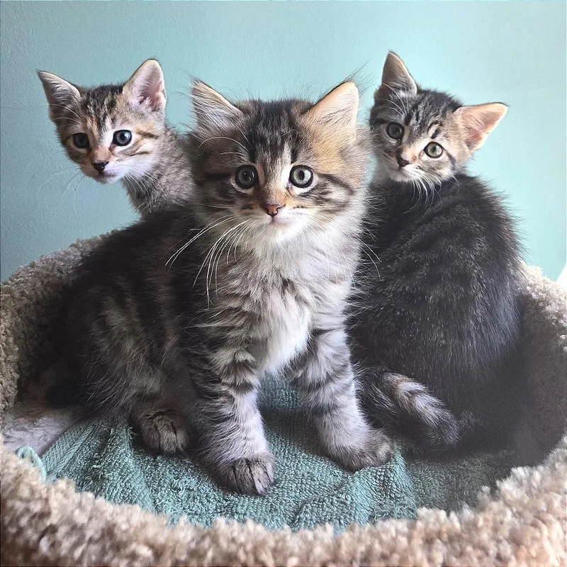 A baby small-sized female Brown / Chocolate Domestic Short Hair cat named Becca Boo for adoption in Fredericksburg, VA