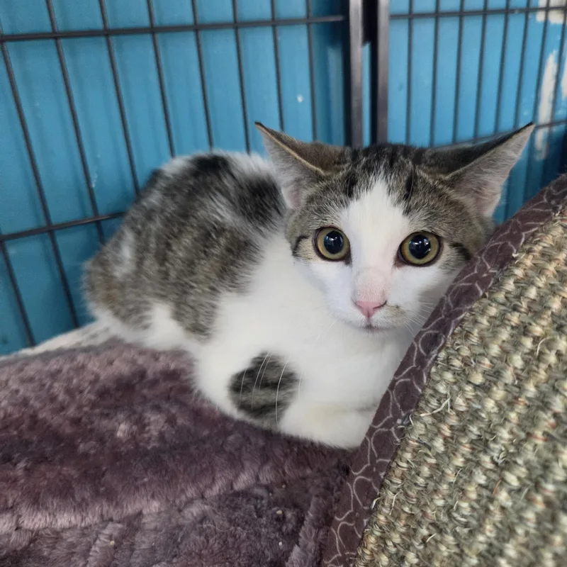 A young medium-sized female White Domestic Short Hair cat named Little Bow Wow for adoption in Brookings, SD