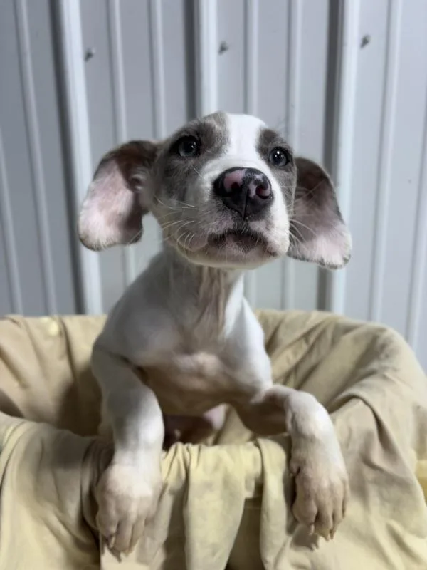 A baby large-sized male Great Dane dog named Lox for adoption in Lancaster, OH
