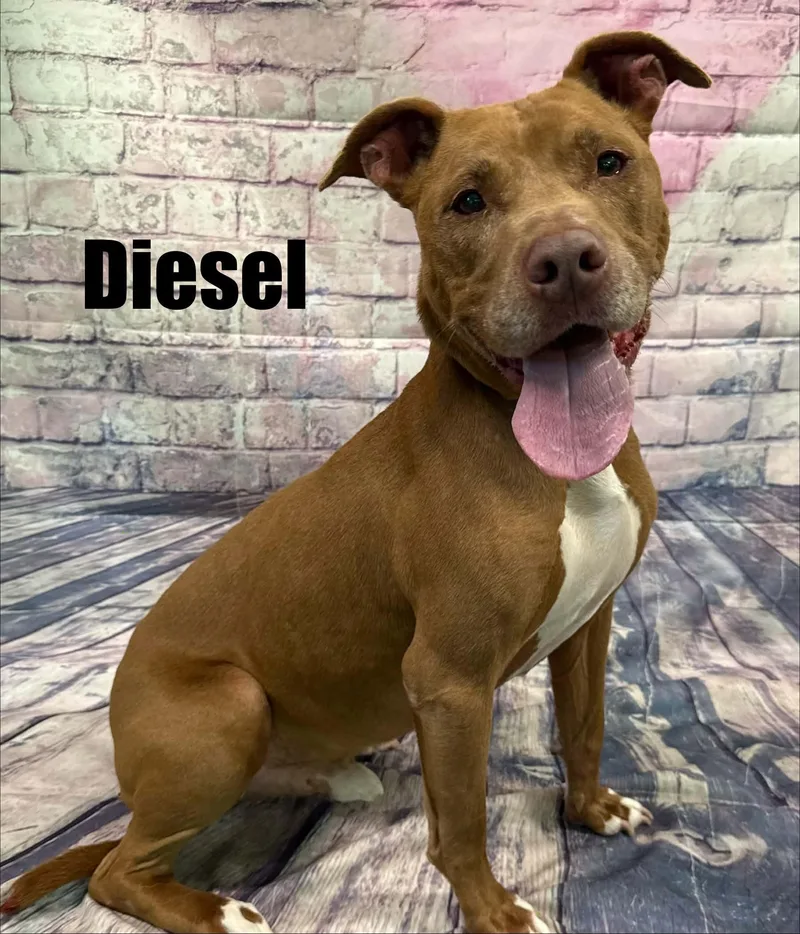 Diesel