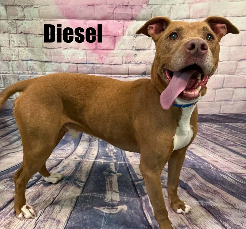 Diesel thumbnail 2