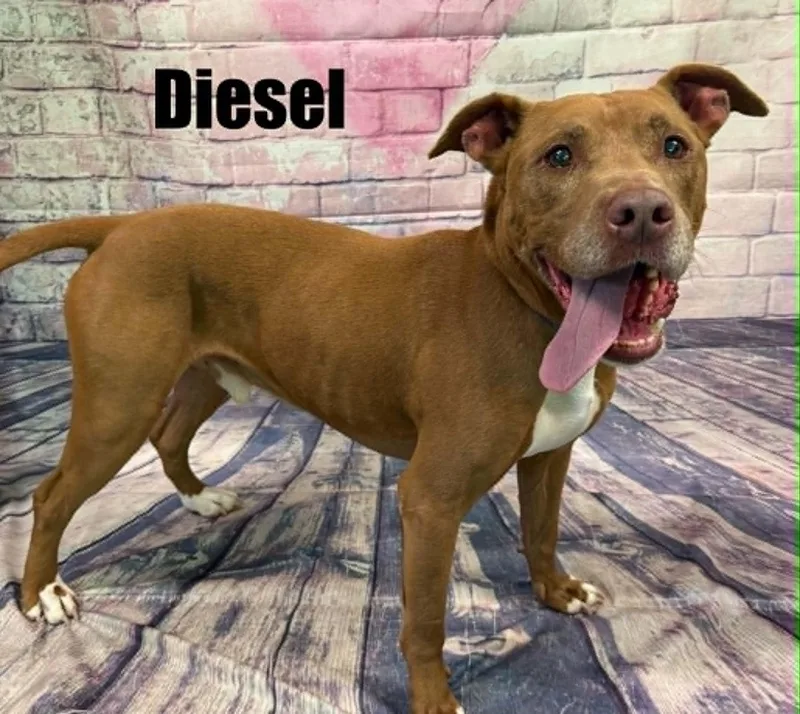 Diesel thumbnail 3
