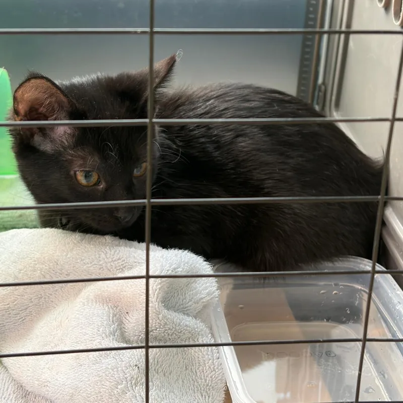 An adult small-sized female Black Domestic Short Hair cat named Found Postville IA for adoption in Rochester, MN