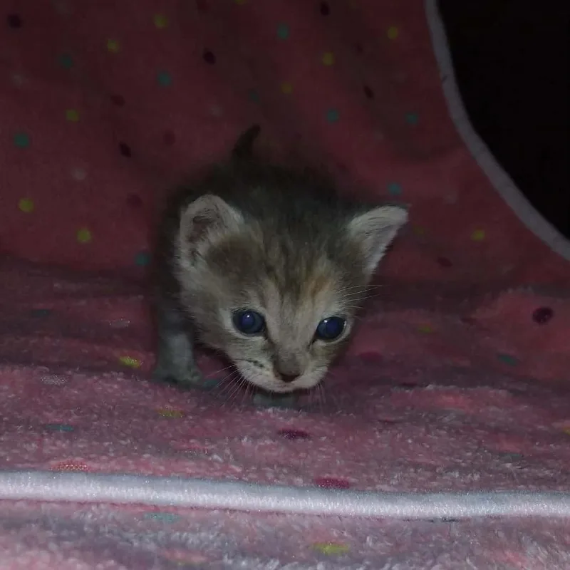 A baby small-sized female Gray / Blue / Silver Domestic Short Hair cat named Amelia for adoption in Baytown, TX